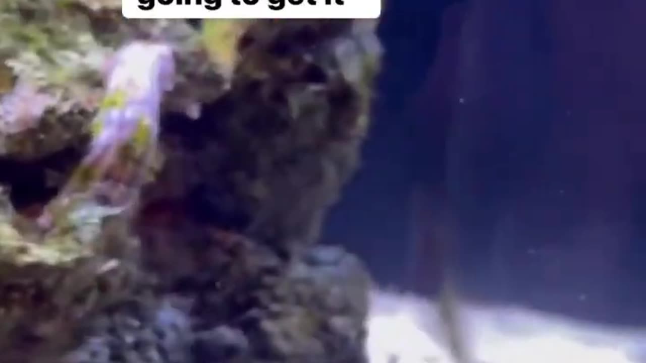 CAN THIS OCTOPUS LEARN TO PLAY CATCH?