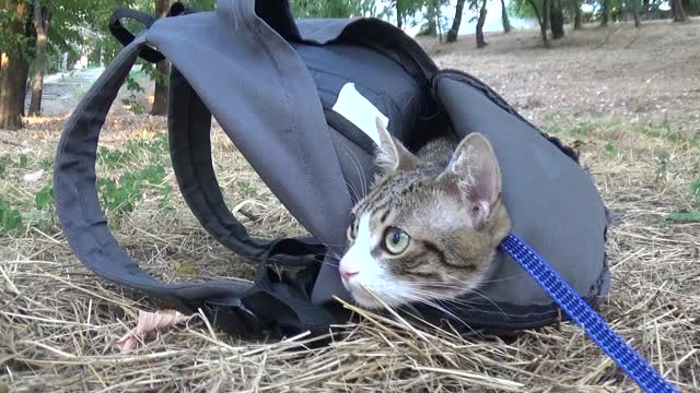 A Cat in the Sack