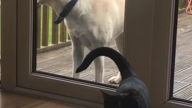 Dog looking inside glass door while black cat walks around