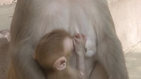 Cute monkey with his baby 😍