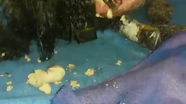 Buscan ayuda para salvar a perro malherido en Bucaramanga