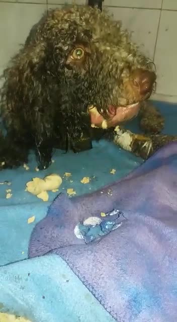 Buscan ayuda para salvar a perro malherido en Bucaramanga