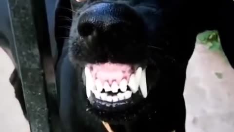 dogs funny video