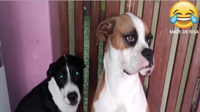 los perros traviesos