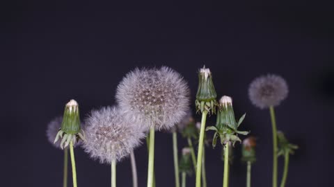 Watch the Dandelion Complete blossoming