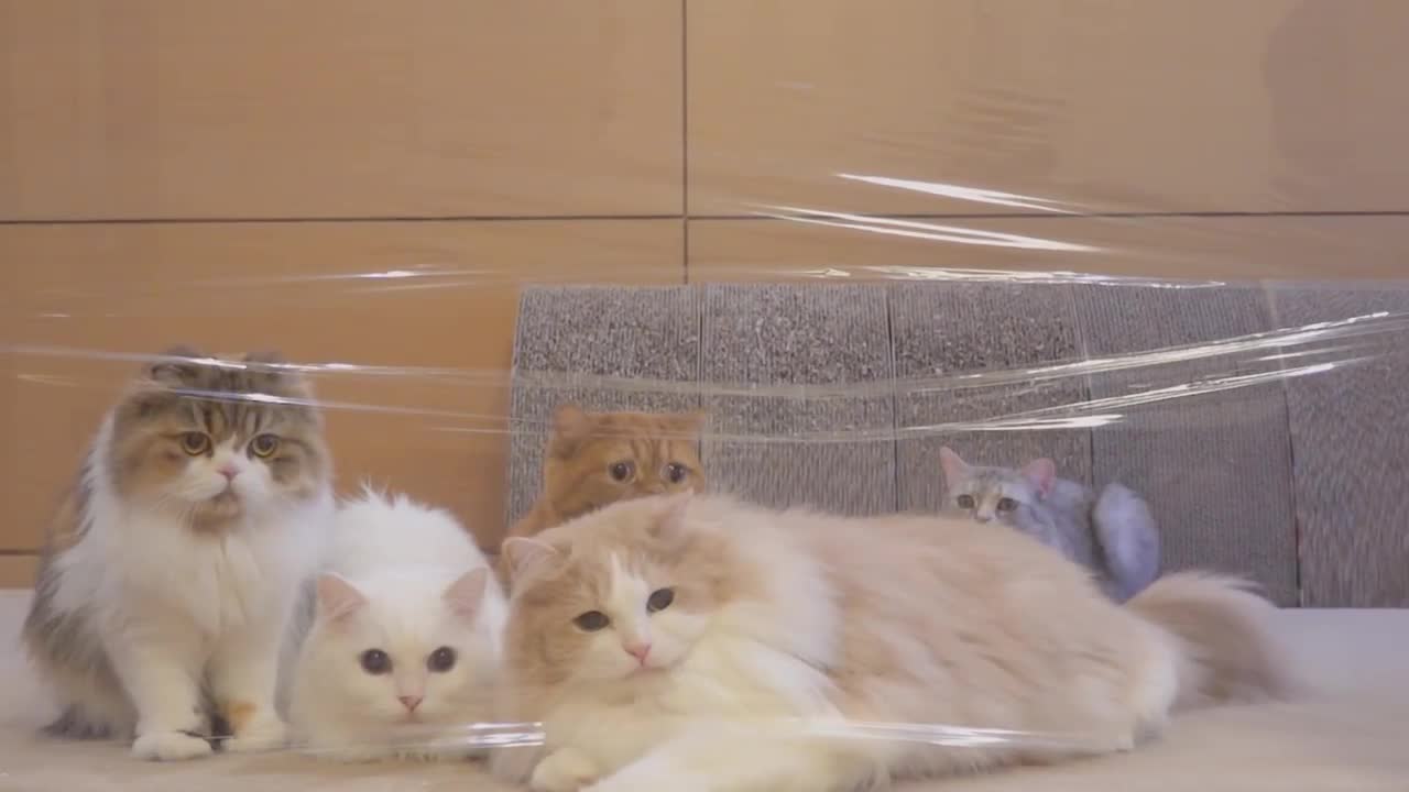 Cats and the invisible wall