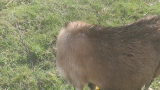 Goat Squirrel