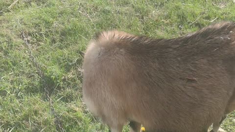 Goat Squirrel