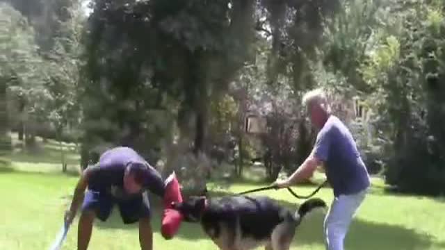 How to turn a dog totally aggressive with a few simple tips