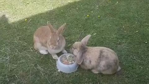Two rabbits in love
