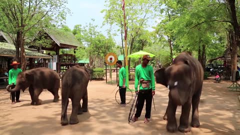 People at the show of elephants in Thailand