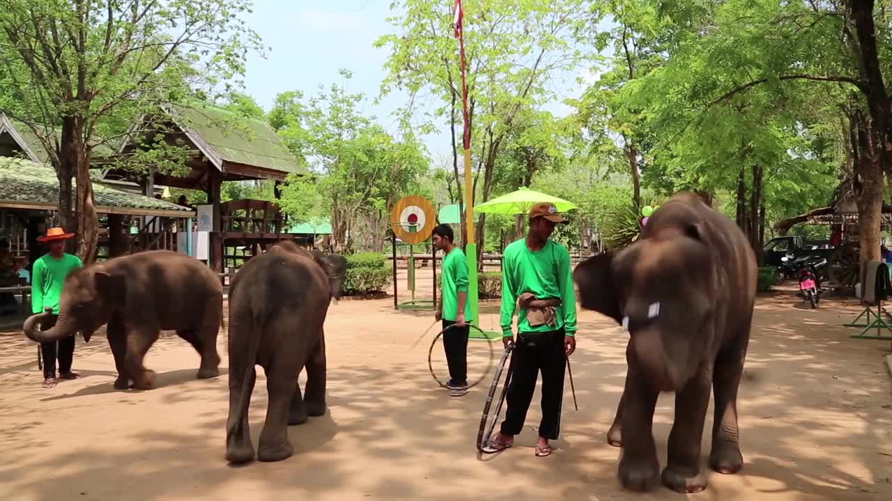 People at the show of elephants in Thailand