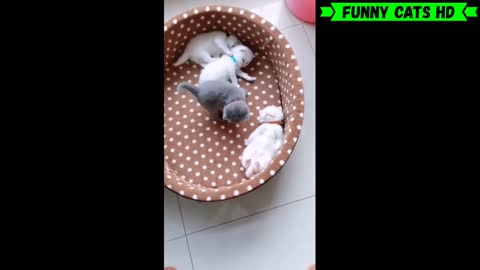 FUNNY CATS