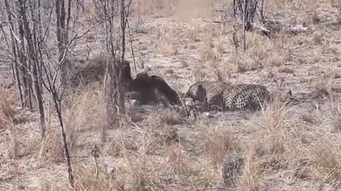 Big batter Gorilla vs Leopard fighting, Both tired when the war has no end