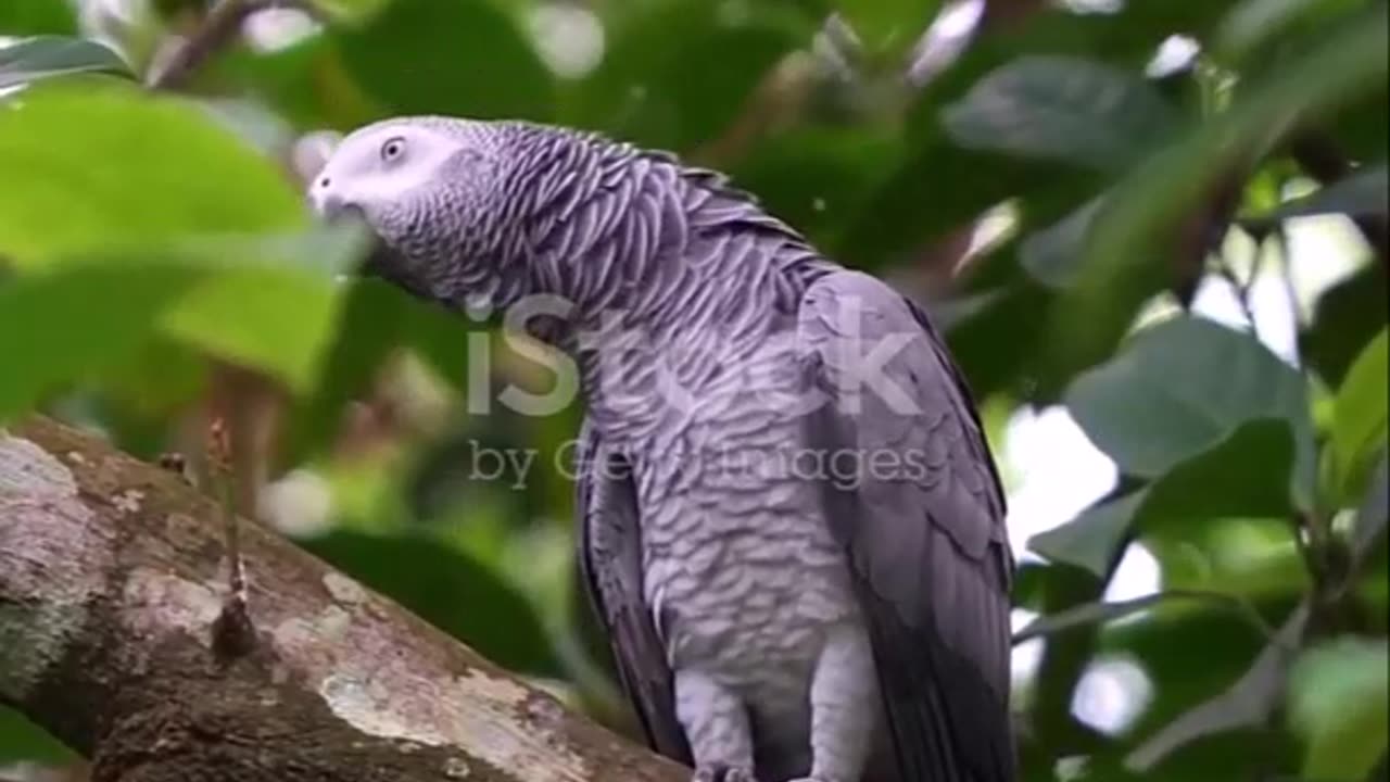 Discover the Incredible Intelligence of African Grey Parrots