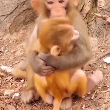 Macaquinho com saudade da mamãe. Que amoor!!!!