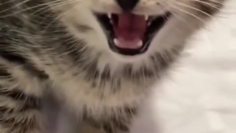 LOOK AT THIS ANGRY KITTEN. SO CUTE! MUST WATCH!
