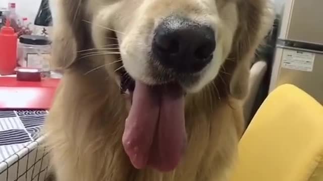 Happy every day, my pet dog's daily funny operation, depends on you to taste