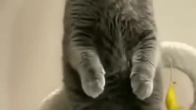 Funny cat video