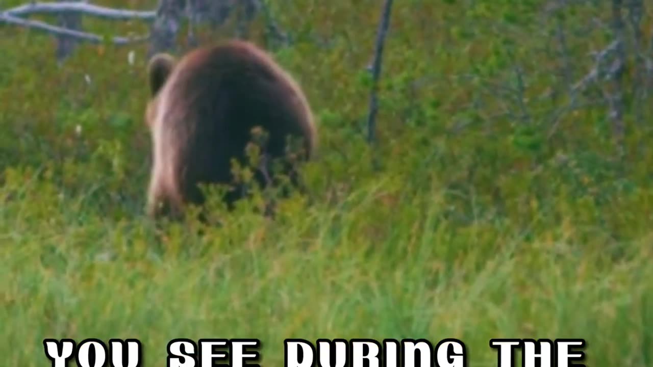 See why the bears hibernate? #shorts #animals #bears