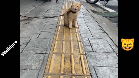 A kitten tied to an electrical column in front of a store