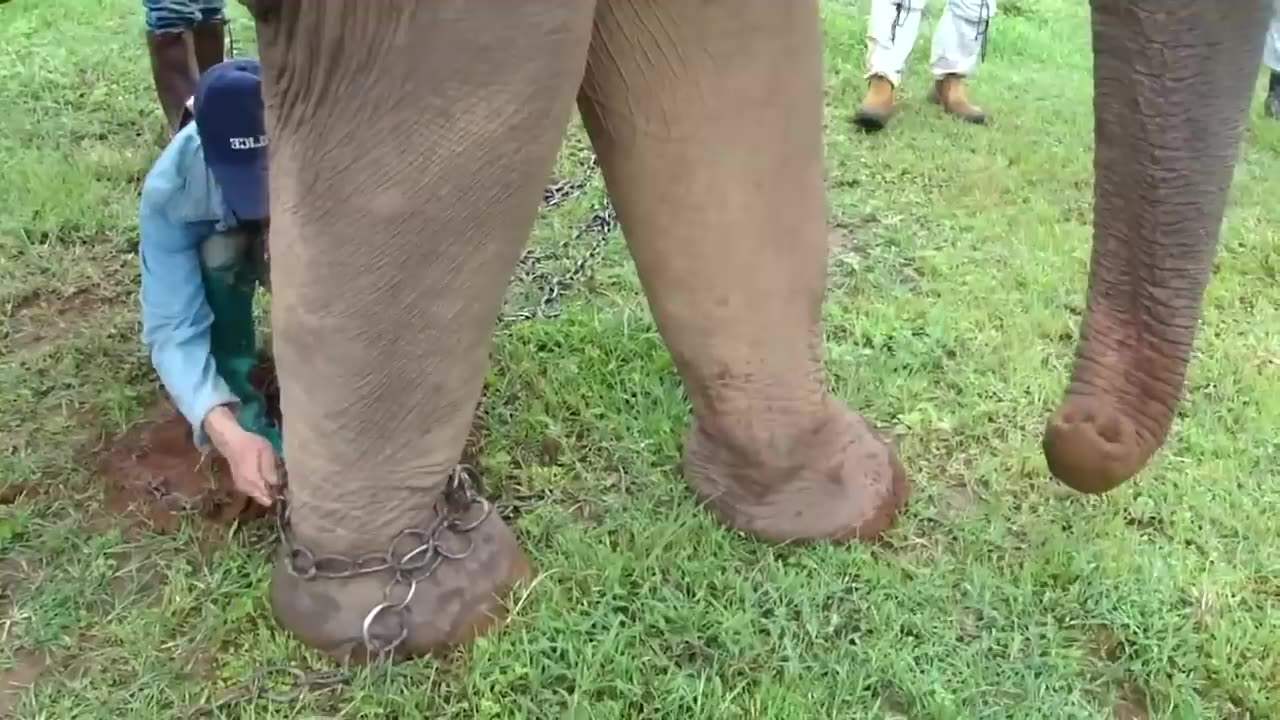 Animals being FREED for the first time! Full hd video