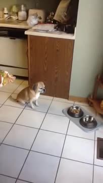 Perro se toma un momento de silencio para rezar antes de comer