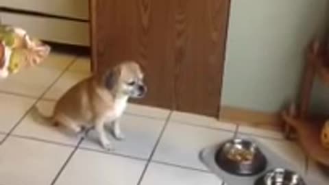 Perro se toma un momento de silencio para rezar antes de comer