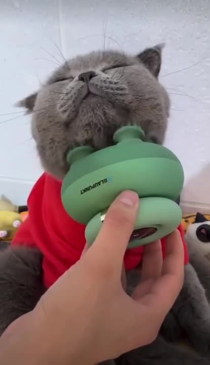 Cat give massage to human - ElephantNews
