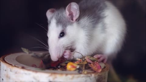 Rat in the dray fruit eating
