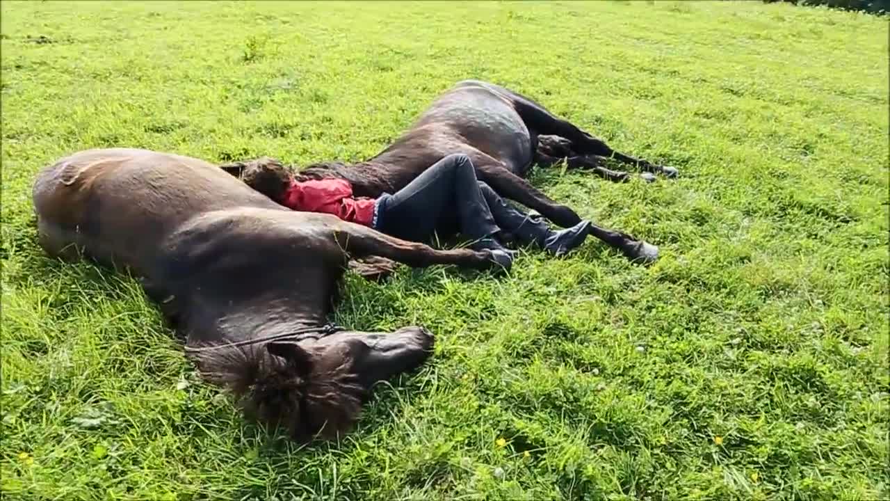 Woman lies down between two horses, but watch how the horses respond