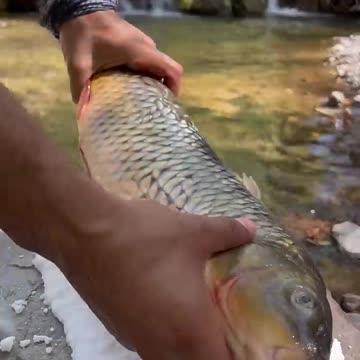 Doğada Tuzda Sazan Balığı 🐟_ Salt Crusted Carp Fish