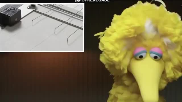 Sesame Streets big bird takes lie detector test!