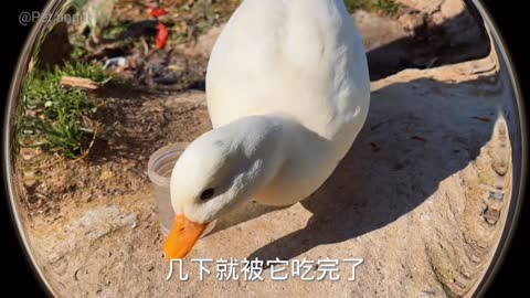 Blue magpie grabbed food and beat Cole Duck to keep it away from its owner.