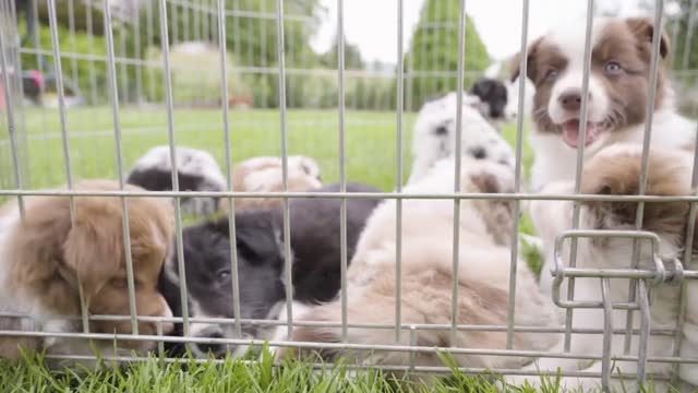 A cute little puppy tries to get out of the cage, bites the bars - other puppies around - closeup