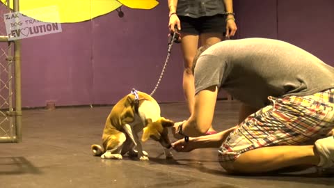 How to Train A DOG Get the Basics