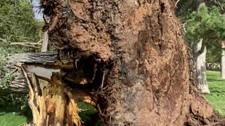 Huge Cottonwood Tree Toppled by Strong Wind