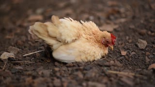 Look at the way the chicken eats, it looks so adorable