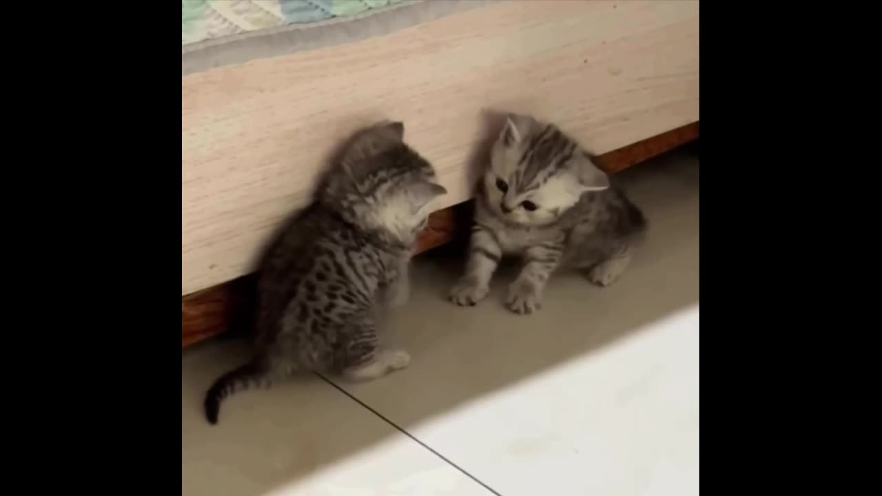 Two predators are fighting! Who will win?
