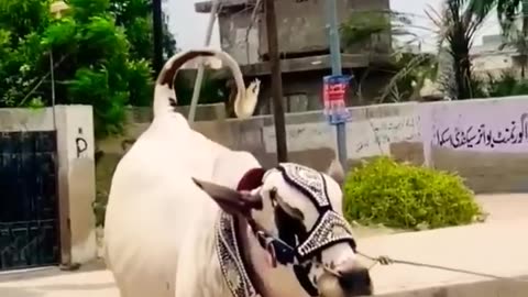 MASHAALLAH