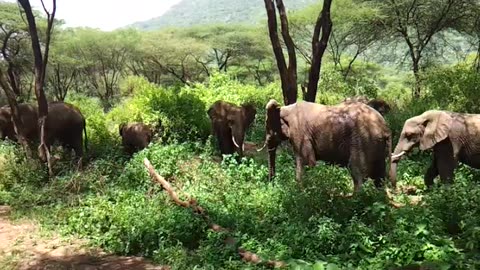 Forest View of Africa