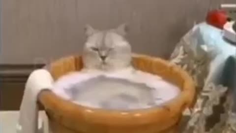 Funny Moments with Cats part40#shorts #cat #funny