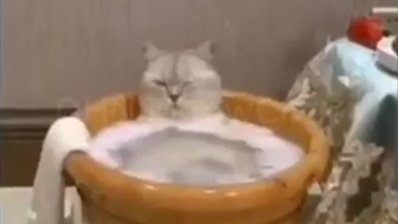 Funny Moments with Cats part40#shorts #cat #funny