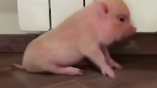 piggy babies - cutest you will ever see