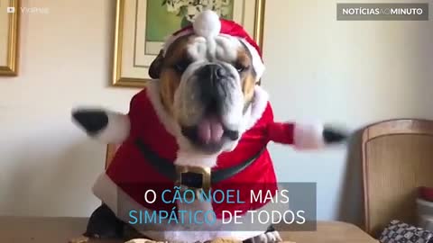 Conheça o 'Buldogue Noel' mais fofo do Natal