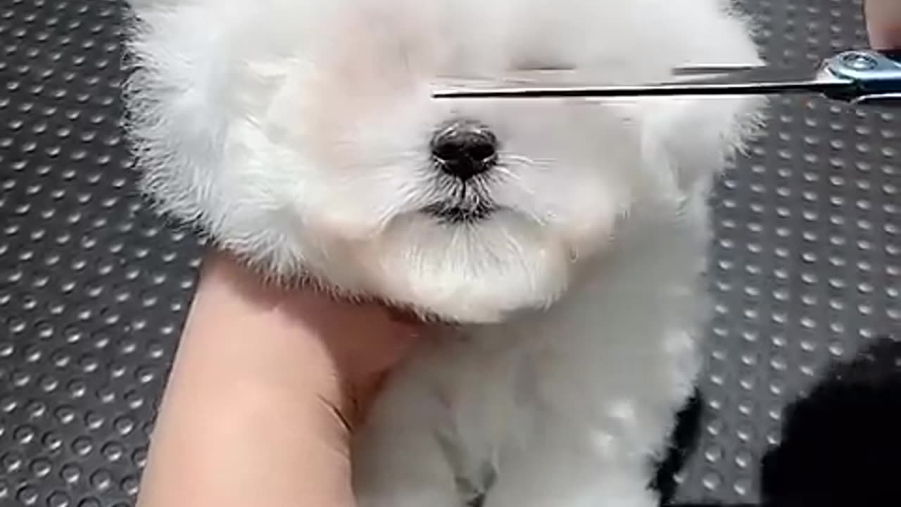 Dog lover