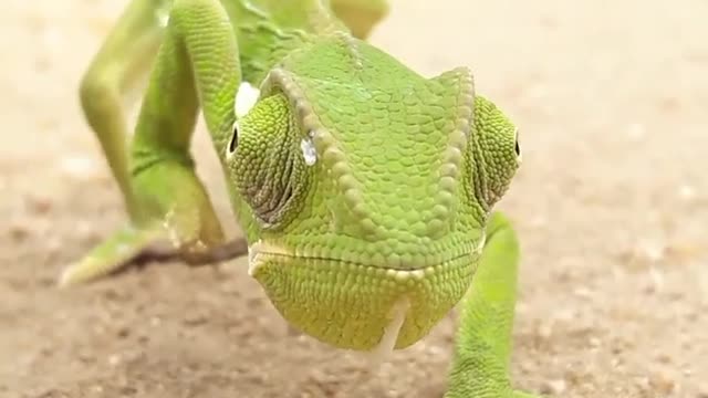 Green (lizard) walk