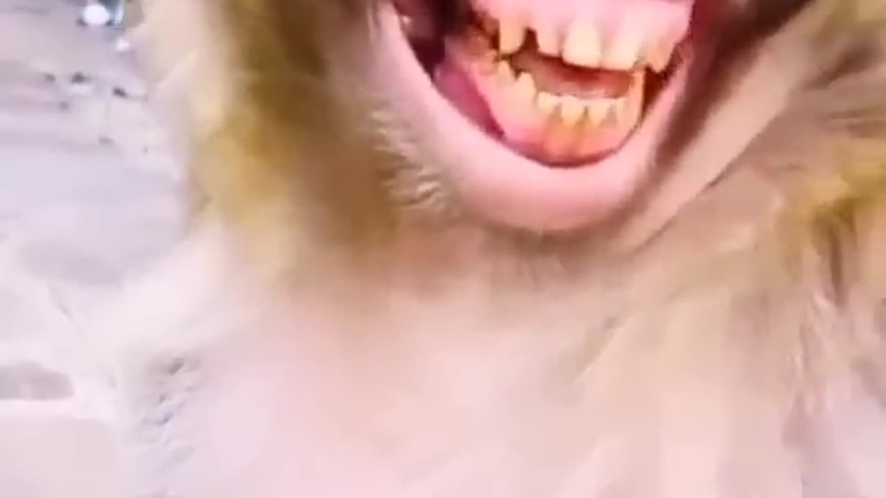 Laughing monkey