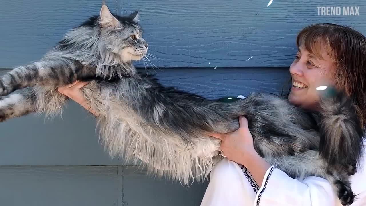 The BIGGEST CAT in the WORLD