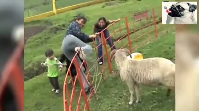 Funny Sheep Attacking People Compilation - Funniest Animals Videos